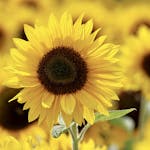 Close-up of a bright sunflower in a sunlit field, showcasing vibrant yellow petals and lush growth.
